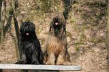 BRIARD 034